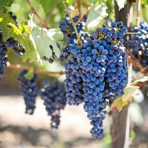 Napa Valley